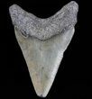 Juvenile Megalodon Tooth - South Carolina #74215-1